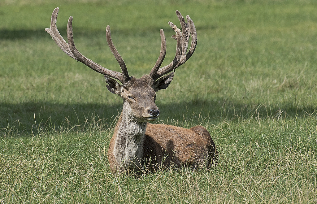 Bayern 08 - 2016_KA71345-1 Kopie.jpg - Ein Prachtkerl - Stolz über seine Herde wachend